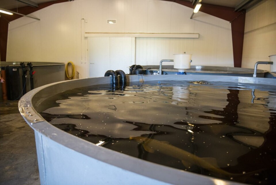 Det är först när fiskarna är fem till sju år som de är redo att börja producera kaviar. Ålands fiskevårdscentrum, bassäng, stör, fiskodling, sund