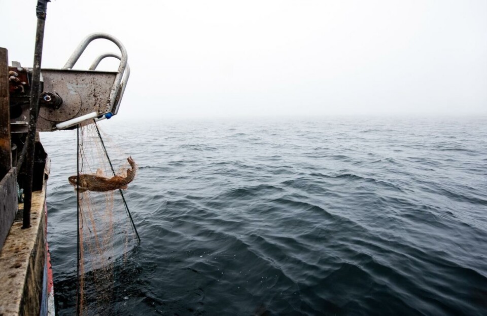 Ny nollkvot för riktat torskfiske