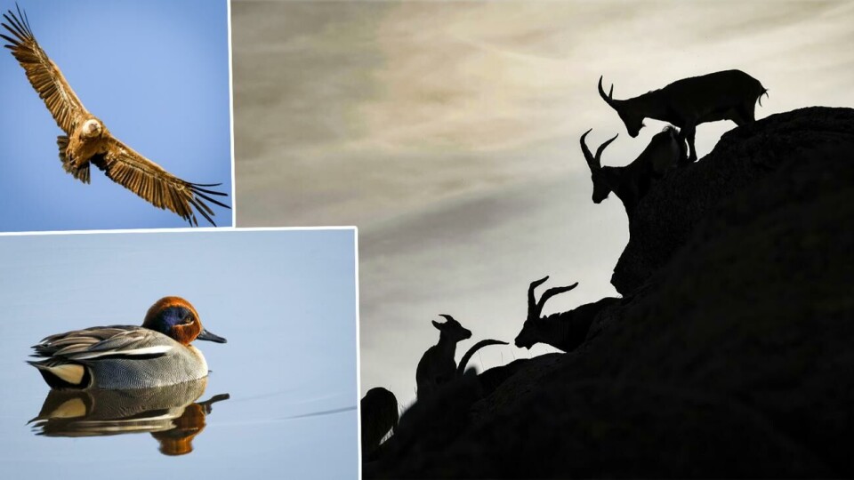 Naturfotografen Daniel Eriksson har besökt de inre delarna av Spanien.