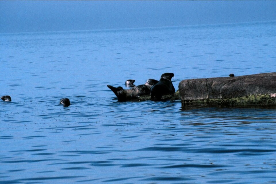 Yrkesfiskare ersätts för skador som sälen åsamkar fångsten och redskapen. Fiskaren Henrik Andersson ser hellre att man satar pengar på att jaga säl i fiskeområden.