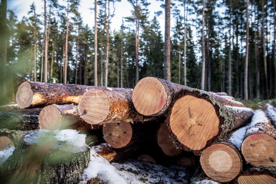 SkogAx Åland Ab har ingått ett samarbete med den svenska skogsaktören Naturskog. Det är ingen tjäle i marken nu, vilket försvårar skogsarbetet.