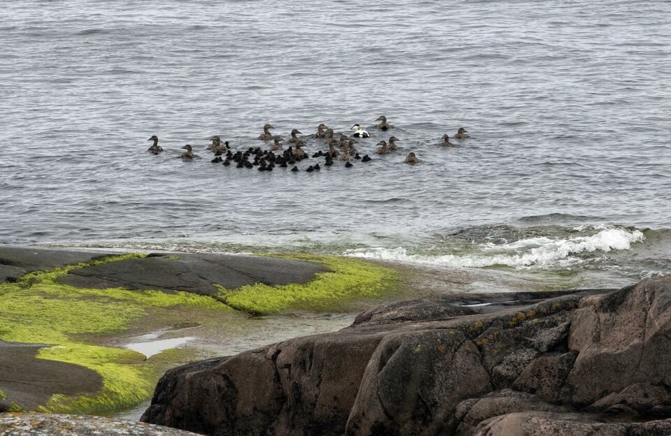Ådorna på Båtskär har skyddats av Archipelago Pares (Ådans vänner), som nu riktar blickarna mot den norra skärgården för fortsatt skyddsarbete. Ådans vänner, Nyhamn, Båtskär, Ejder, Åda med ungar