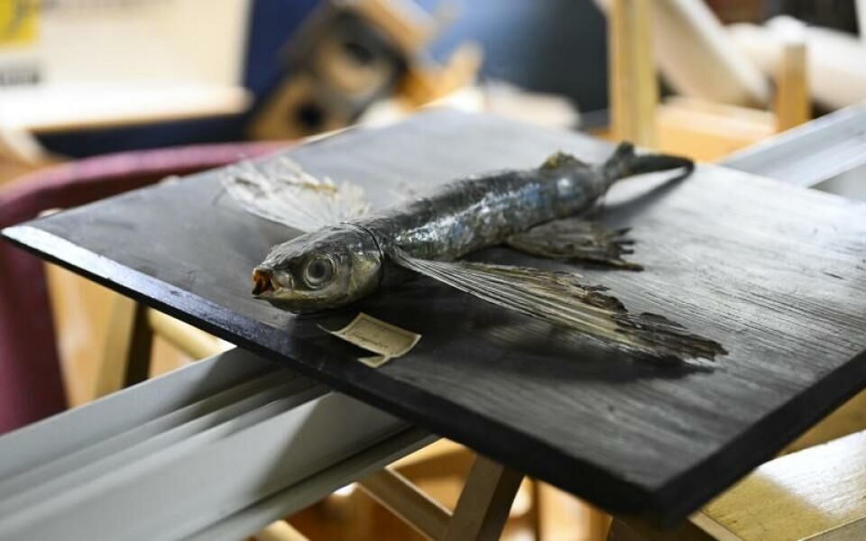 Innan internet fanns och man kunde googla fram de flesta svaren behövde det mesta finnas till hands i ett klassrum i fysisk form. En uppstoppad flygfisk kanske fick bidra med något under en biologilektion.Foto: Robert Jansson