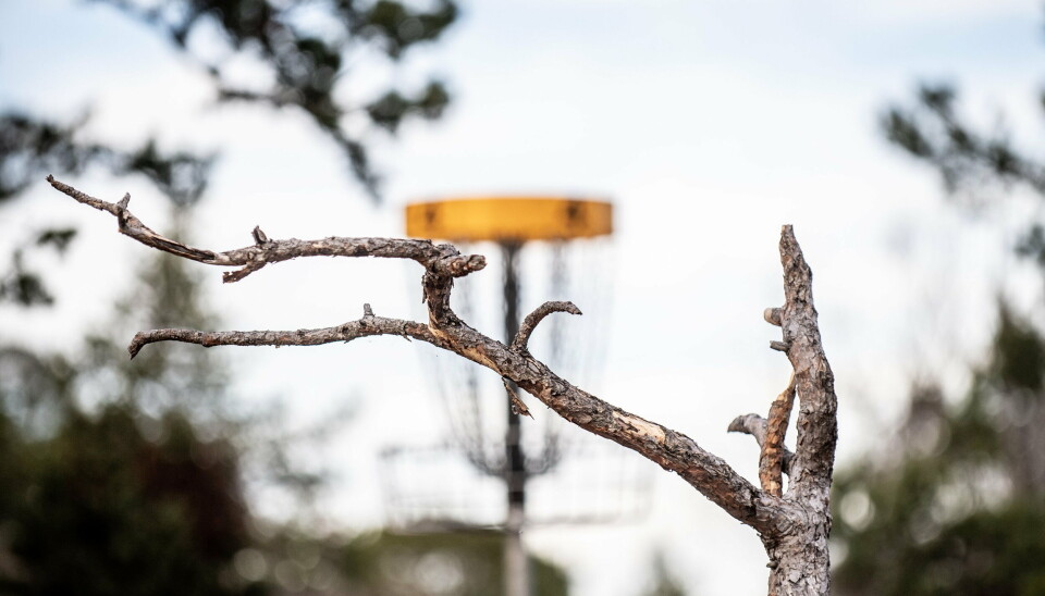 Stadsmiljönämnden ändrar inte sitt tidigare beslut om att låta discgolfbanan i Badhusparken vara kvar.