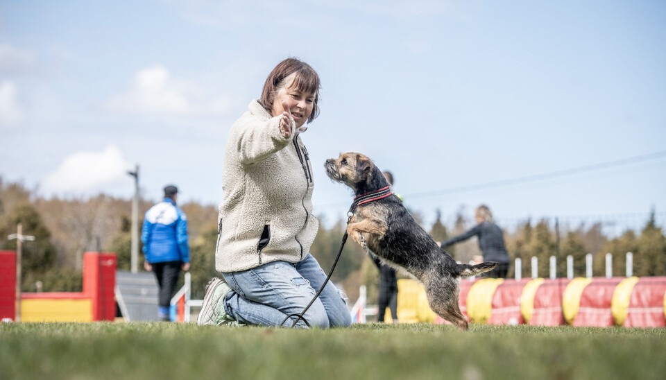 Marina Häger-Nordling säger att borderterrier är en härlig ras.
