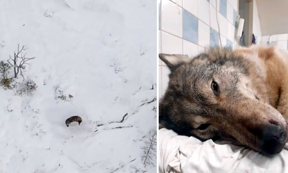 Vargen sköts under en skyddsjakt i Geta. Till vänster syns ett drönarfoto från tillfället och till höger vargen i fråga.